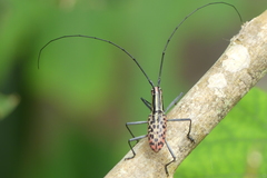 Macrochenus isabellinus