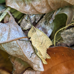 Colpolopha praemorsa