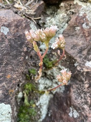 Sedum wrightii
