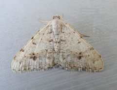 Frederickia prolificata