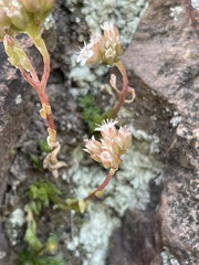 Sedum wrightii