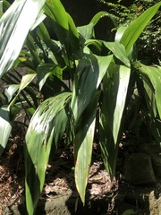 Aspidistra attenuata