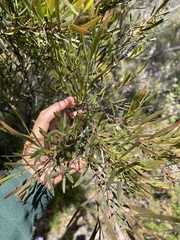 Daviesia leptophylla