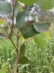 Eucalyptus camphora