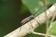 Macrochenus isabellinus