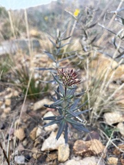 Bouvardia ternifolia