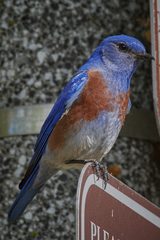 Sialia mexicana