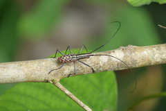 Macrochenus isabellinus