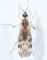 Sylvicola fenestralis