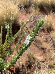 Teucrium reidii