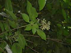 Dendropanax arboreus