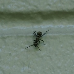 Polyrhachis cupreata