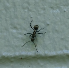 Polyrhachis cupreata