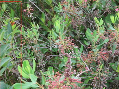 Salix serissima