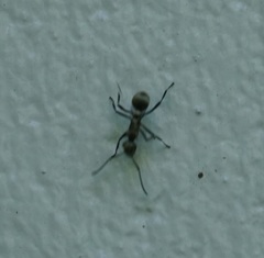 Polyrhachis cupreata