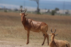 Alcelaphus buselaphus
