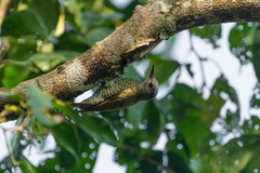 Colaptes auricularis