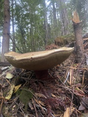 Boletus fibrillosus