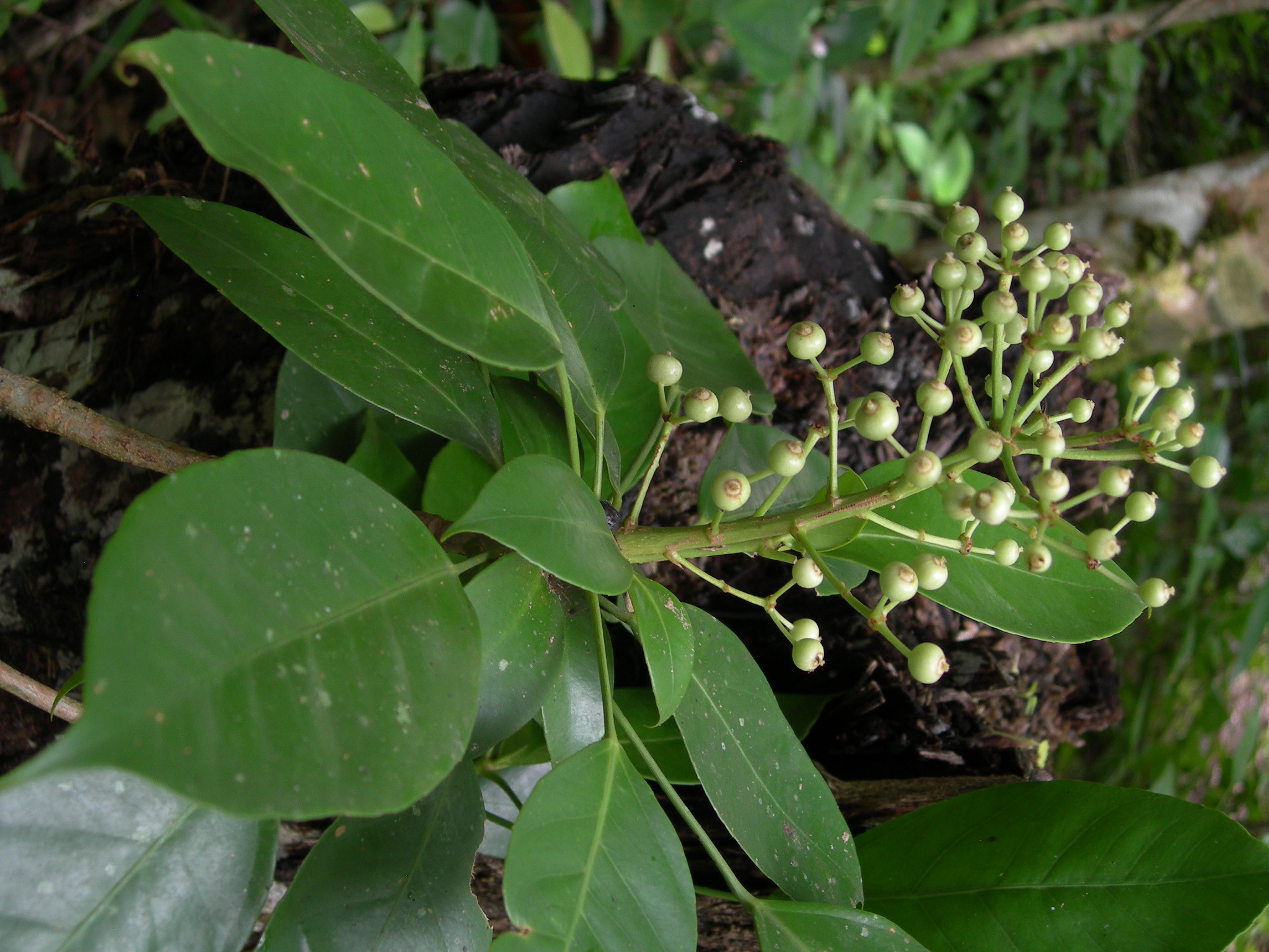 Dendropanax arboreus