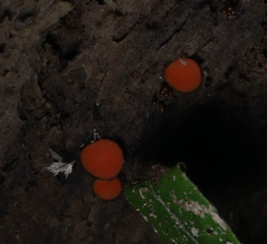Scutellinia olivascens
