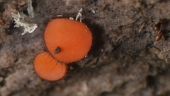 Scutellinia olivascens