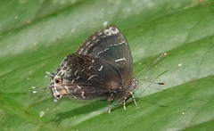 Ocaria ocrisia