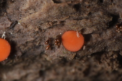 Scutellinia olivascens