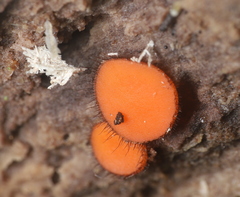 Scutellinia olivascens