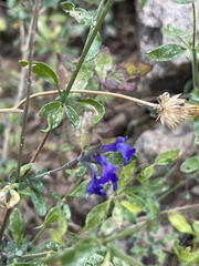 Salvia lycioides