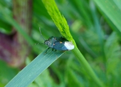 Ditomotarsus punctiventris