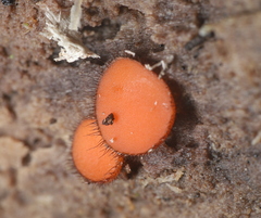 Scutellinia olivascens