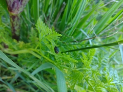 Ditomotarsus punctiventris