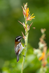 Spindalis zena benedicti