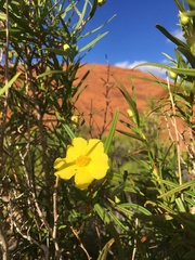 Hibbertia glaberrima
