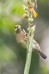 Spindalis zena benedicti