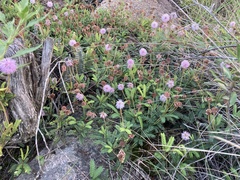 Mimosa schleidenii
