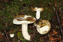 Russula benwooii