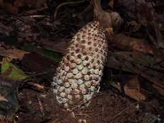 Ombrophytum peruvianum