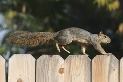 Sciurus niger