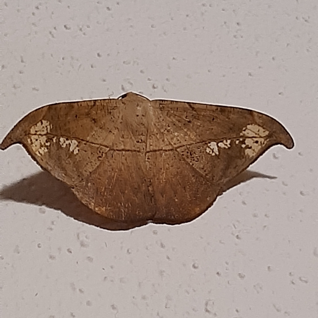 Oxydia masthala