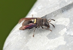 Brachygastra scutellaris