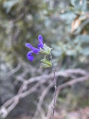 Salvia lycioides