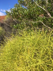 Prostanthera nudula