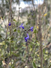 Salvia lycioides