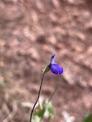 Salvia lycioides