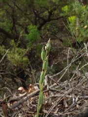 Calochilus robertsonii