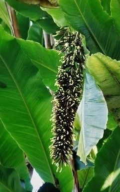 Alpinia boia