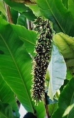 Alpinia boia
