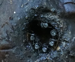 Tetragonula hockingsi