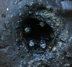 Tetragonula hockingsi